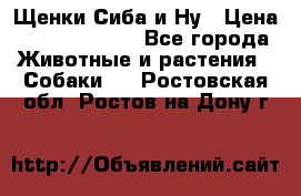 Щенки Сиба и Ну › Цена ­ 35000-85000 - Все города Животные и растения » Собаки   . Ростовская обл.,Ростов-на-Дону г.